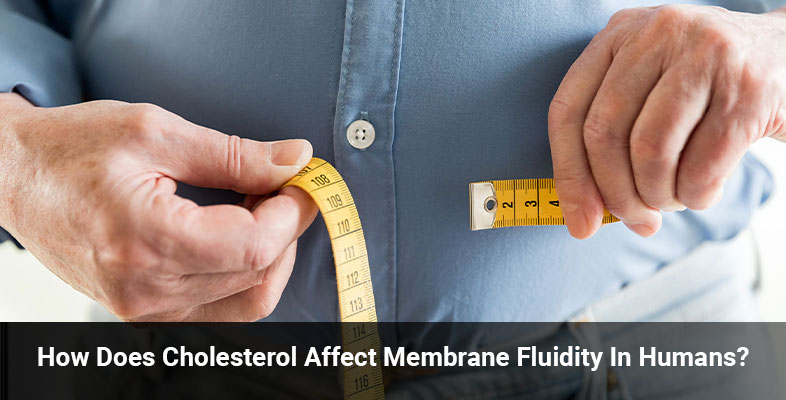 How Does Cholesterol Affect Membrane Fluidity In Humans