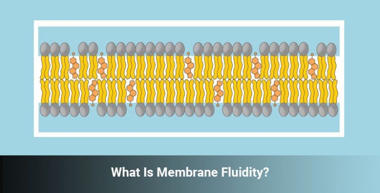 how-does-cholesterol-affect-membrane-fluidity-ohm