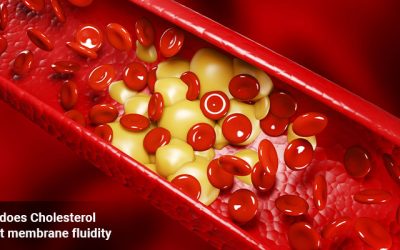 how does Cholesterol affect membrane fluidity