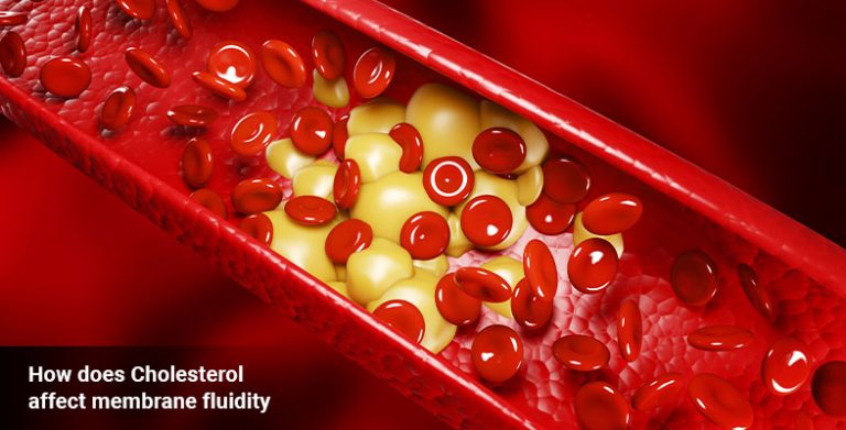 How Does Cholesterol Affect Membrane Fluidity - OHM