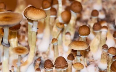how long do shrooms stay in your system