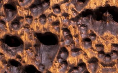 Common Reactions To Trypophobia (In case you are confused)