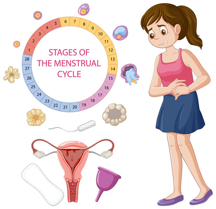 Understanding The Menstrual Cycle: 