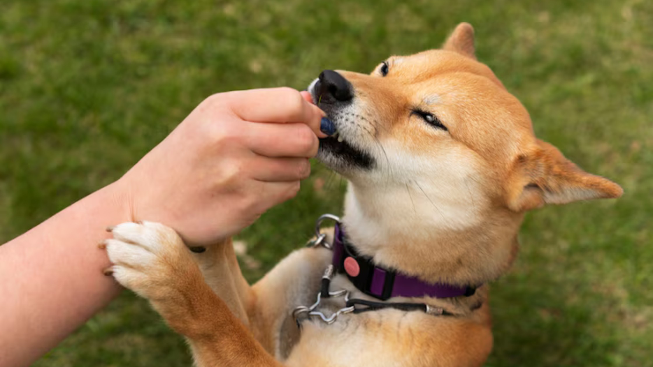 Dog Bite